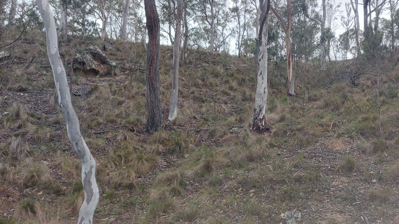 Grove of slender trees with pale, peeling bark on a grassy, rocky hillside. Menorah-like shadows and sparse undergrowth cover the slope.