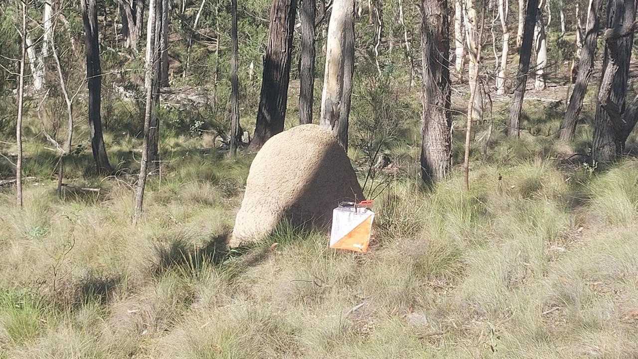 Large rounded rock in a grassy forest with an orange-and-white marker/flag on the ground nearby.